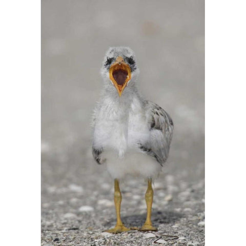 Florida, Tampa Bay Caspian tern chick yawning White Modern Wood Framed Art Print by Morris, Arthur