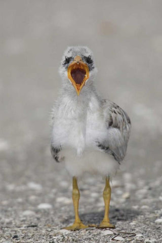 Florida, Tampa Bay Caspian tern chick yawning Black Ornate Wood Framed Art Print with Double Matting by Morris, Arthur
