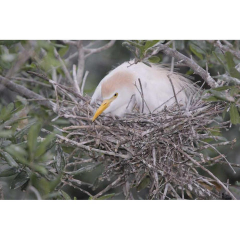 FL Cattle egret on nest Black Modern Wood Framed Art Print by Morris, Arthur