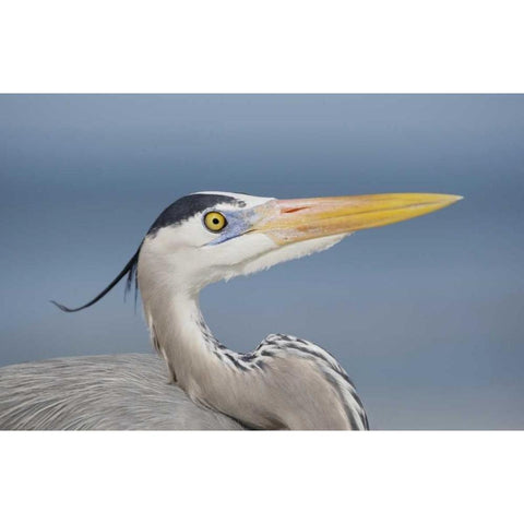 FL, Sanibel Great blue heron in breeding plumage Black Modern Wood Framed Art Print with Double Matting by Morris, Arthur