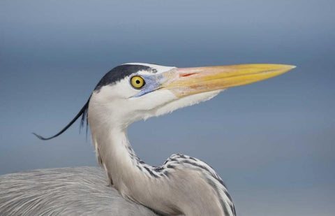 FL, Sanibel Great blue heron in breeding plumage White Modern Wood Framed Art Print with Double Matting by Morris, Arthur