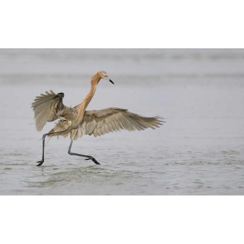 FL, Ft DeSoto Park Reddish egret dancing Gold Ornate Wood Framed Art Print with Double Matting by Morris, Arthur
