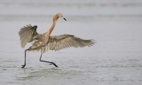 FL, Ft DeSoto Park Reddish egret dancing Black Ornate Wood Framed Art Print with Double Matting by Morris, Arthur