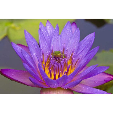 FL Green leaf frog inside purple water lily Black Modern Wood Framed Art Print with Double Matting by Williams, Joanne