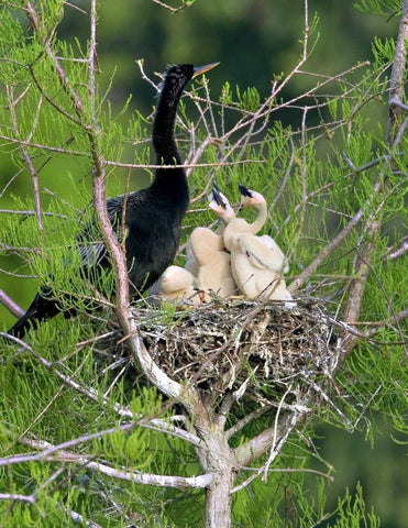 USA, Florida Anhinga parent and chicks in nest White Modern Wood Framed Art Print with Double Matting by Williams, Joanne