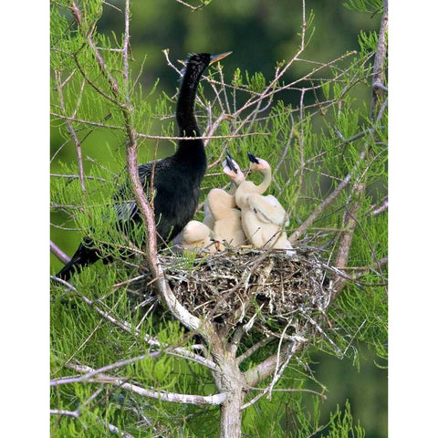 USA, Florida Anhinga parent and chicks in nest Black Modern Wood Framed Art Print by Williams, Joanne
