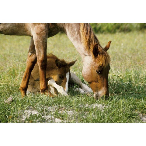 USA, Florida Close-up of mare and foal Black Modern Wood Framed Art Print by Williams, Joanne