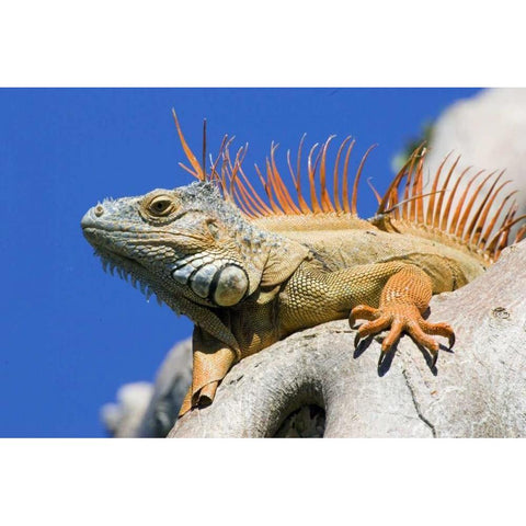 Florida, Lighthouse Point Male iguana on tree Black Modern Wood Framed Art Print with Double Matting by Williams, Joanne