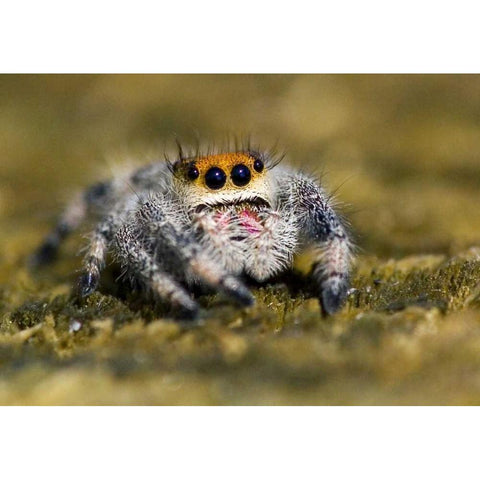 USA, Florida Close-up of jumping spider White Modern Wood Framed Art Print by Williams, Joanne