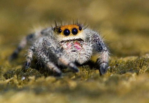USA, Florida Close-up of jumping spider White Modern Wood Framed Art Print with Double Matting by Williams, Joanne