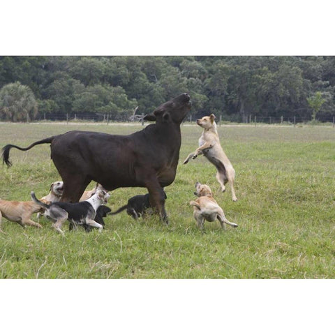 FL, Herding Dogs confronts a stray cow Black Modern Wood Framed Art Print by Williams, Joanne