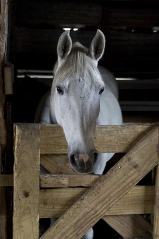 USA, Florida Close-up of horse peering over gate Black Ornate Wood Framed Art Print with Double Matting by Williams, Joanne