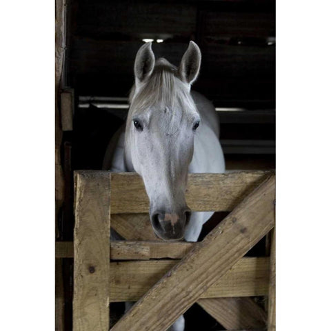 USA, Florida Close-up of horse peering over gate Gold Ornate Wood Framed Art Print with Double Matting by Williams, Joanne