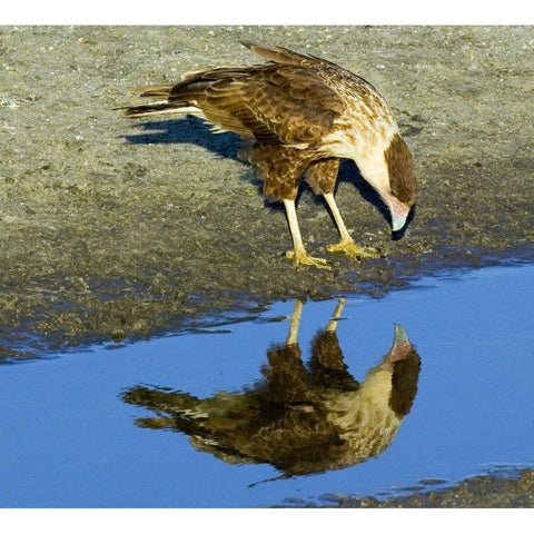 Florida Immature crested caracara looks in water White Modern Wood Framed Art Print by Williams, Joanne
