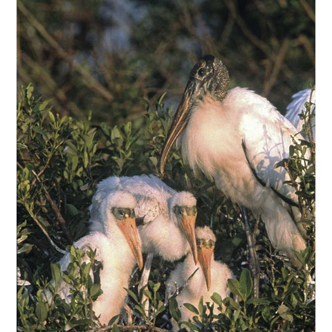 FL, Everglades NP Wood stork and chicks on nest Black Modern Wood Framed Art Print with Double Matting by Williams, Joanne