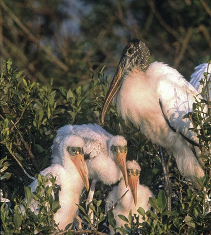 FL, Everglades NP Wood stork and chicks on nest White Modern Wood Framed Art Print with Double Matting by Williams, Joanne