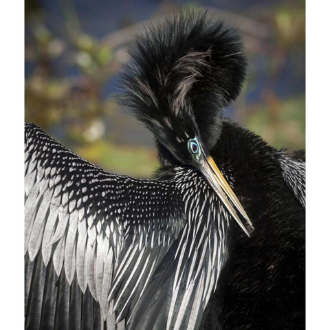 FL, Everglades NP Anhinga preens wing feathers Black Modern Wood Framed Art Print by Kaveney, Wendy