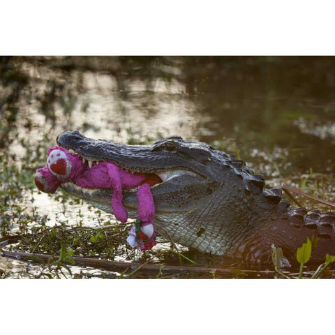 FL, Everglades NP American alligator with a toy White Modern Wood Framed Art Print by Kaveney, Wendy