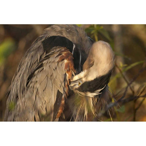 FL, Everglades NP Great blue heron preening Black Modern Wood Framed Art Print by Kaveney, Wendy