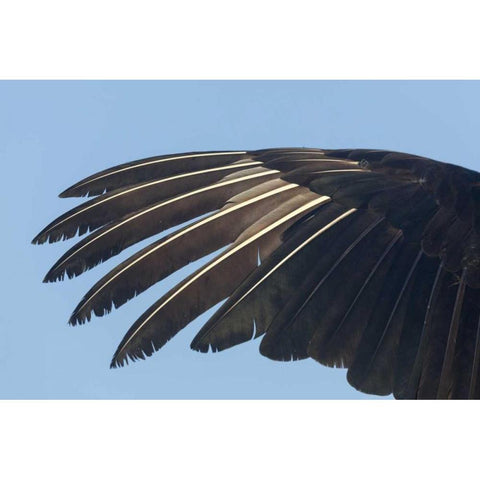 Florida, Everglades NP Anhinga wing feathers Black Modern Wood Framed Art Print by Kaveney, Wendy