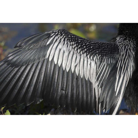 FL, Everglades NP Details of Anhinga wing Black Modern Wood Framed Art Print by Kaveney, Wendy