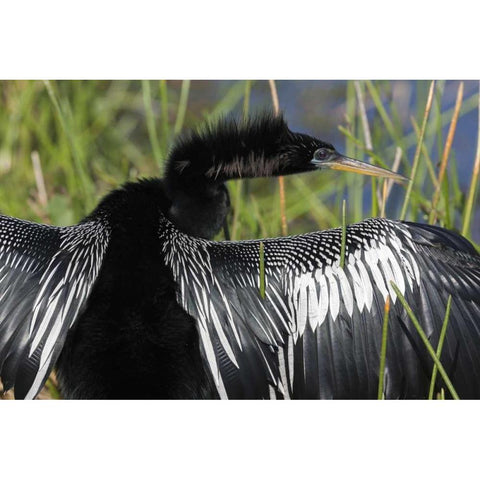 FL, Everglades NP Anhinga with wings spread Black Modern Wood Framed Art Print by Kaveney, Wendy