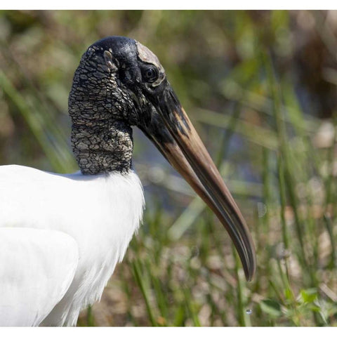 Florida, Everglades NP Endangered wood stork Black Modern Wood Framed Art Print by Kaveney, Wendy