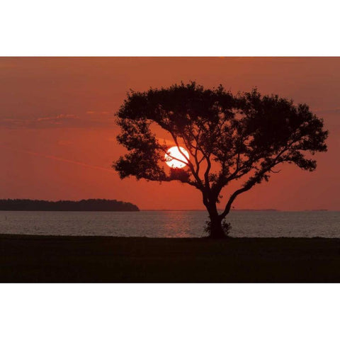 FL, Everglades NP, Tree silhouetted at sunrise Black Modern Wood Framed Art Print by Kaveney, Wendy