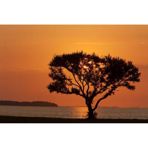 FL, Everglades NP, Tree silhouetted at sunrise White Modern Wood Framed Art Print by Kaveney, Wendy