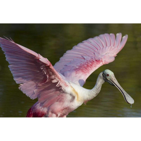 FL, Everglades NP Roseate spoonbill with wings Black Modern Wood Framed Art Print by Kaveney, Wendy