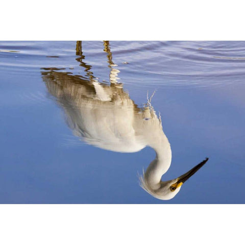 FL, Everglades NP Reflection of snowy egret Black Modern Wood Framed Art Print by Kaveney, Wendy