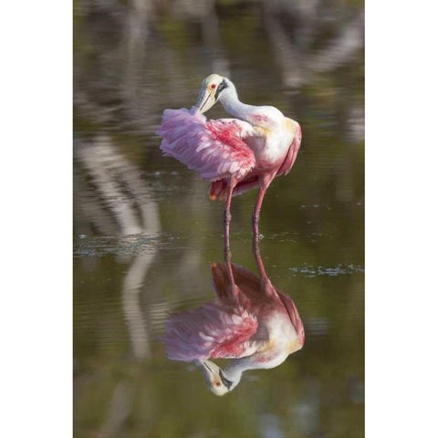 FL, Everglades NP Roseate spoonbill preening Black Modern Wood Framed Art Print by Kaveney, Wendy