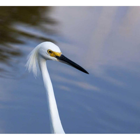 Florida, Everglades NP A snowy egret in profile Black Modern Wood Framed Art Print by Kaveney, Wendy