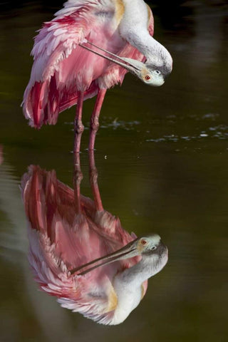 FL, Everglades NP Roseate spoonbill preening Black Ornate Wood Framed Art Print with Double Matting by Kaveney, Wendy