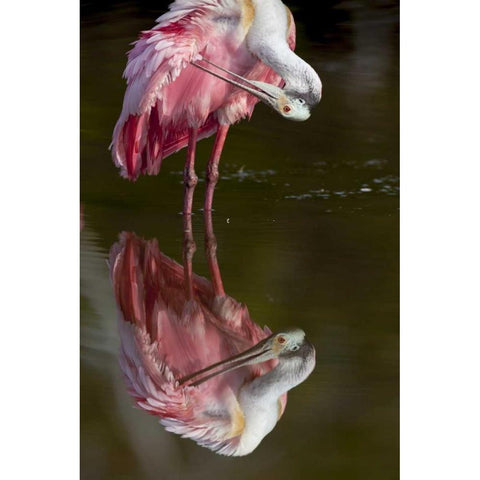 FL, Everglades NP Roseate spoonbill preening Black Modern Wood Framed Art Print by Kaveney, Wendy