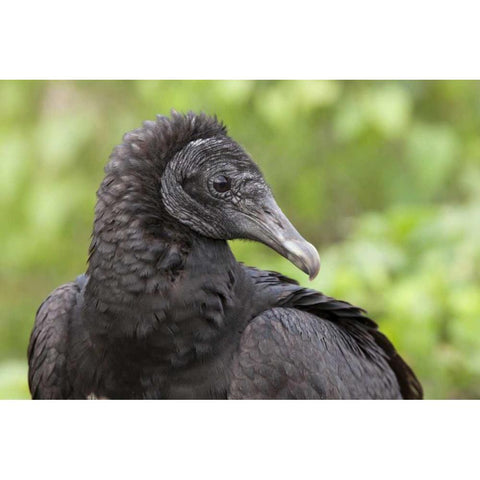 Florida, Everglades NP Black vulture in profile Black Modern Wood Framed Art Print by Kaveney, Wendy