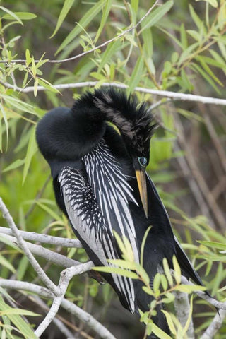 USA, Florida, Everglades NP A preening anhinga White Modern Wood Framed Art Print with Double Matting by Kaveney, Wendy