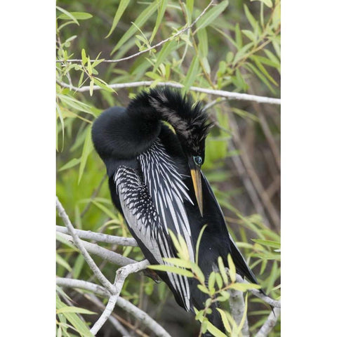 USA, Florida, Everglades NP A preening anhinga Black Modern Wood Framed Art Print by Kaveney, Wendy