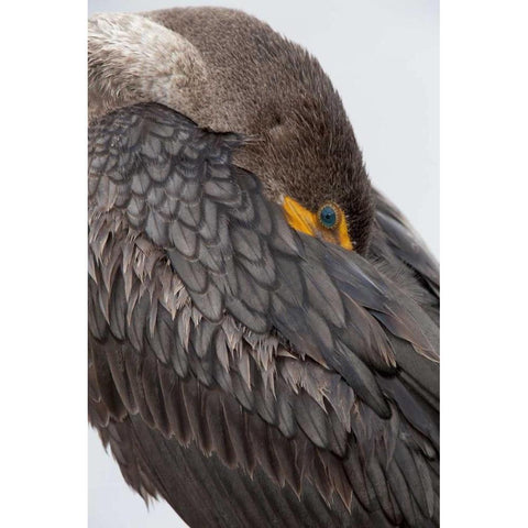 FL, Everglades NP Double-crested cormorant Black Modern Wood Framed Art Print by Kaveney, Wendy