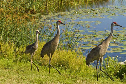 USA, Florida Sandhill crane parents and young Black Ornate Wood Framed Art Print with Double Matting by Illg, Cathy and Gordon