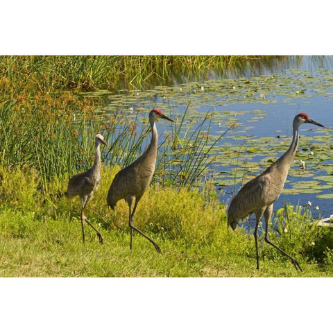 USA, Florida Sandhill crane parents and young Black Modern Wood Framed Art Print by Illg, Cathy and Gordon
