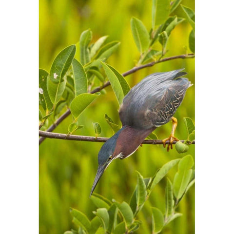 USA, Florida Green heron hunting from a branch Black Modern Wood Framed Art Print by Illg, Cathy and Gordon