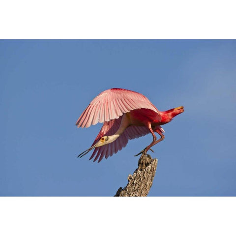 FL, Anastasia Isl Roseate spoonbill taking off Black Modern Wood Framed Art Print with Double Matting by Illg, Cathy and Gordon
