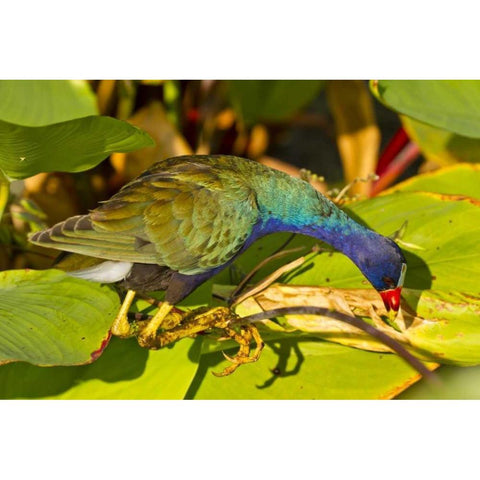 Florida Purple gallinule searching for food White Modern Wood Framed Art Print by Illg, Cathy and Gordon