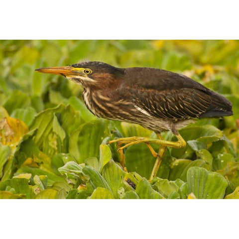 Florida, Palm Beach County Juvenile green heron Black Modern Wood Framed Art Print by Illg, Cathy and Gordon