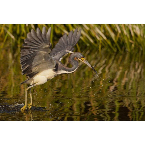 FL, Palm Beach Co, Tri-colored heron hunting Black Modern Wood Framed Art Print by Illg, Cathy and Gordon