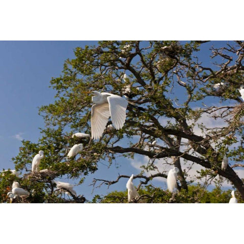 FL, Anastasia Isl Great egret flying by rookery Black Modern Wood Framed Art Print by Illg, Cathy and Gordon