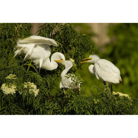Florida Great egret chicks being fed by parent Gold Ornate Wood Framed Art Print with Double Matting by Illg, Cathy and Gordon