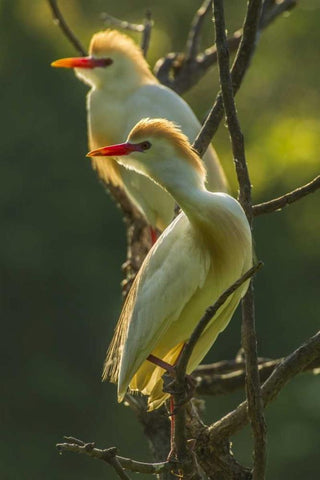Florida Two cattle egrets in breeding plumage Black Ornate Wood Framed Art Print with Double Matting by Illg, Cathy and Gordon