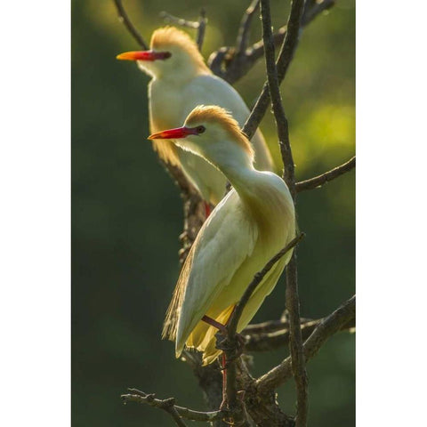 Florida Two cattle egrets in breeding plumage Black Modern Wood Framed Art Print by Illg, Cathy and Gordon